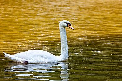 龙芯3A5000处理器运行Windows版《愤怒的小鸟》